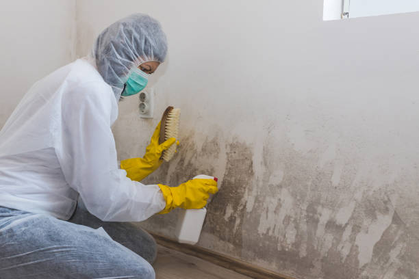 Best Attic Mold Removal  in Cooper City, FL
