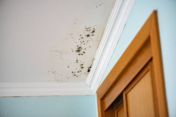 Best Commercial Mold Removal  in Cooper City, FL