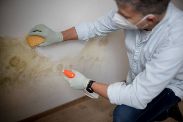 Best Same-Day Mold Removal  in Cooper City, FL