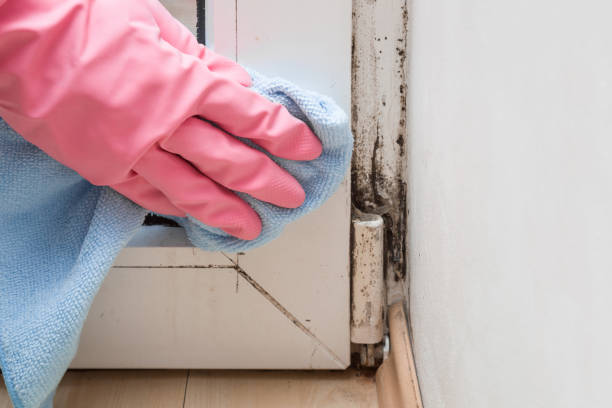 Certified Mold Removal in Cooper City, FL